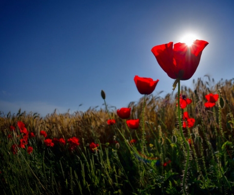 ANZAC Day Poppies